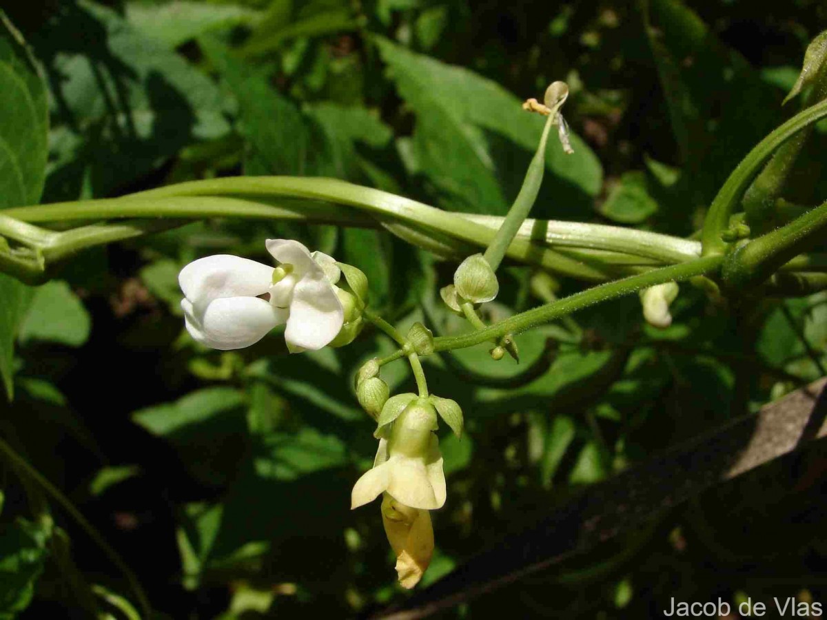 Phaseolus vulgaris L.